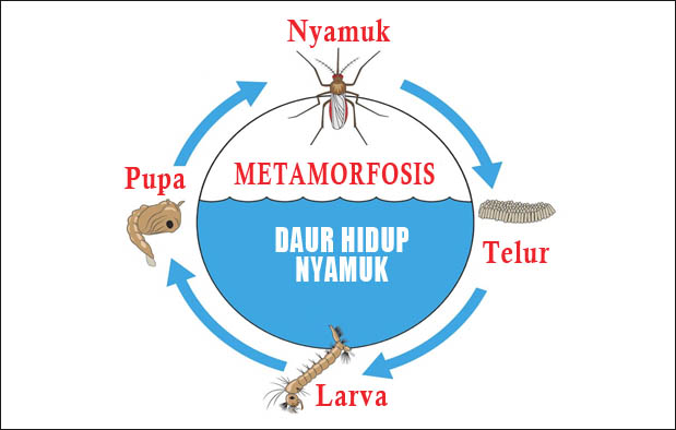 Metamorfosis Nyamuk  Urutan Proses Tahapan dan Gambarnya