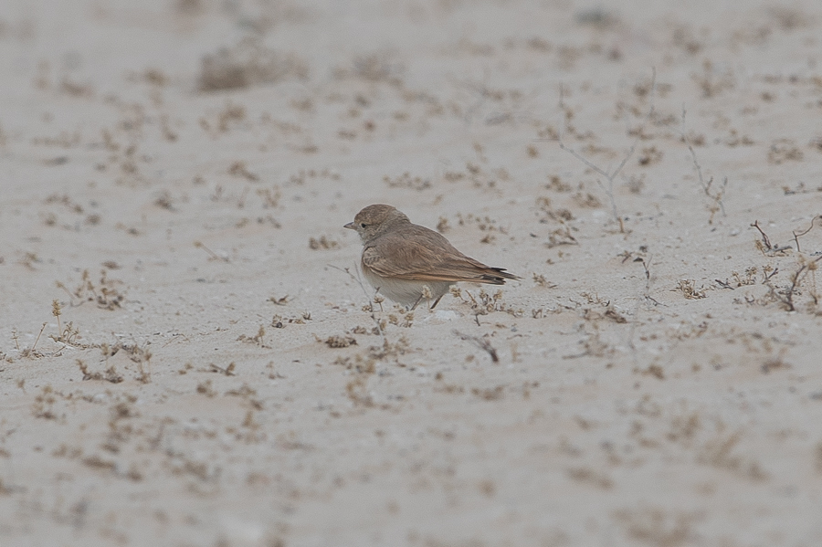 Bar-tailed Lark Bar-tailed Lark
