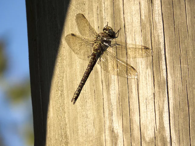 Huge dragonfly in Hamina Finland on a summer road trip