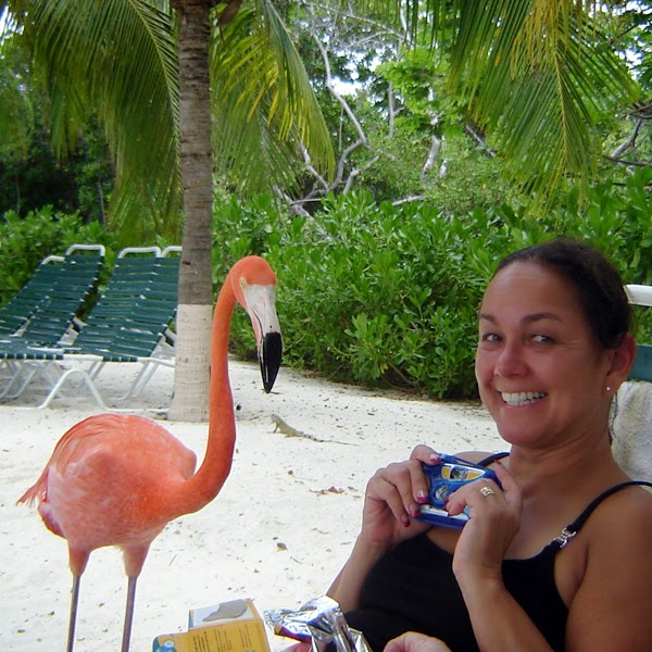 Exciting flamingo encounter on a beautiful private island in the southern Caribbean Island of Aruba 