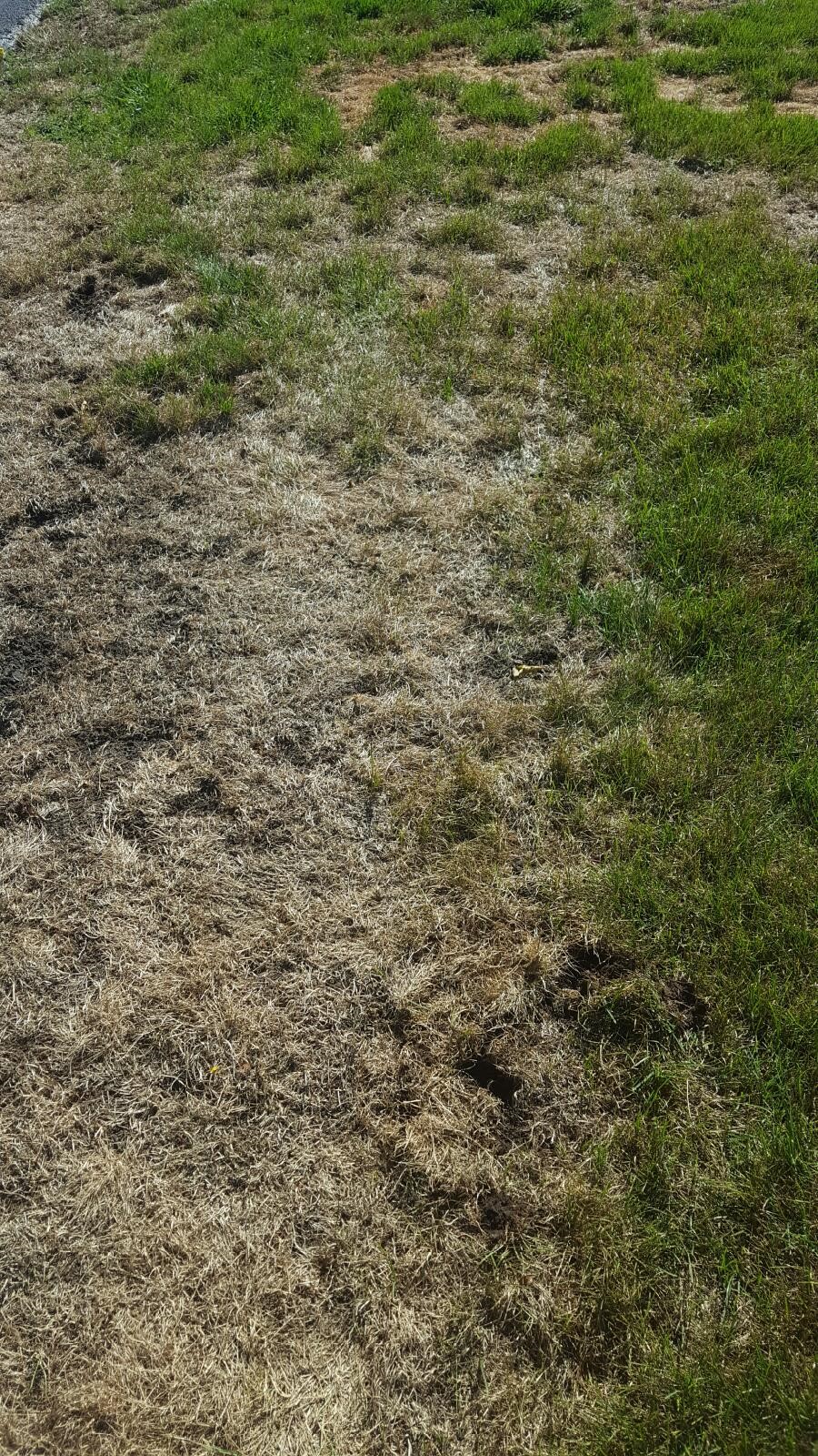 Lawn*Doctor Lawn Care Insights Grub Damage in my lawn