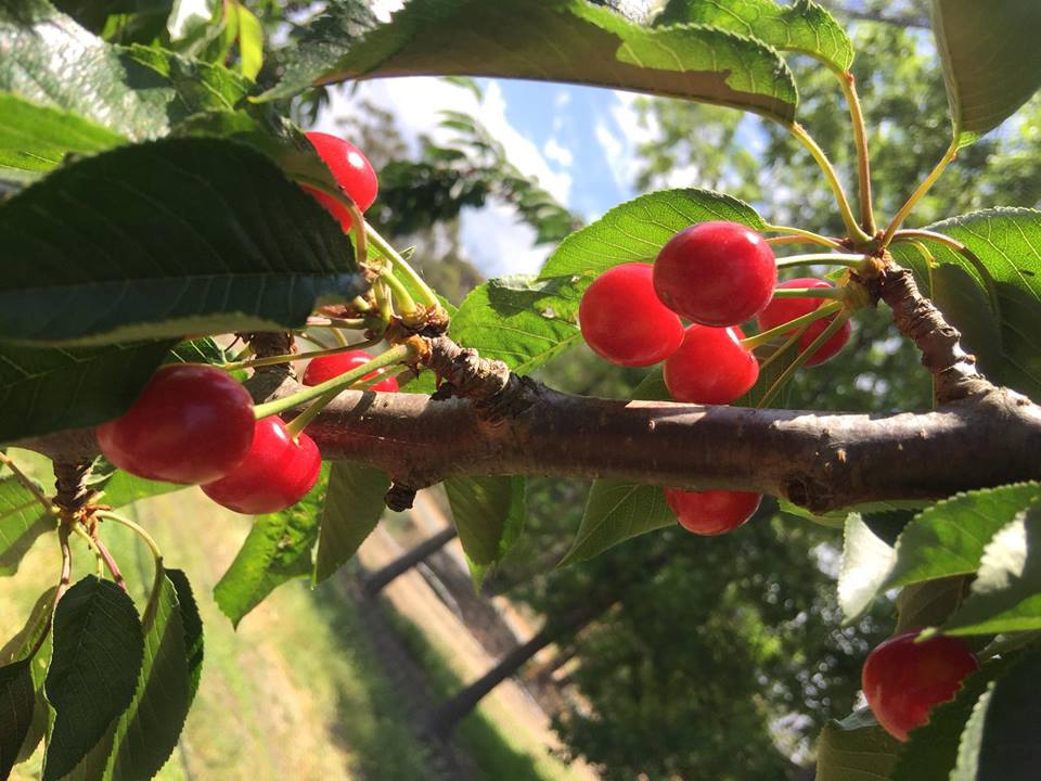 umiyumi2 our life in perth, WA Cherry Picking in Perth