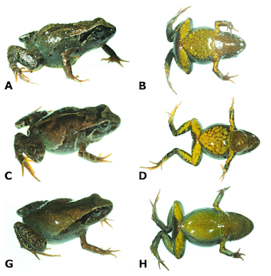 Psychrophrynella_chirihampatu-novataxa_2