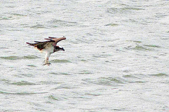 osprey, diving for fish, Kin Dam, talons extended