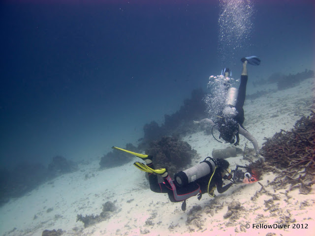 Nudibranches Underwater Similan