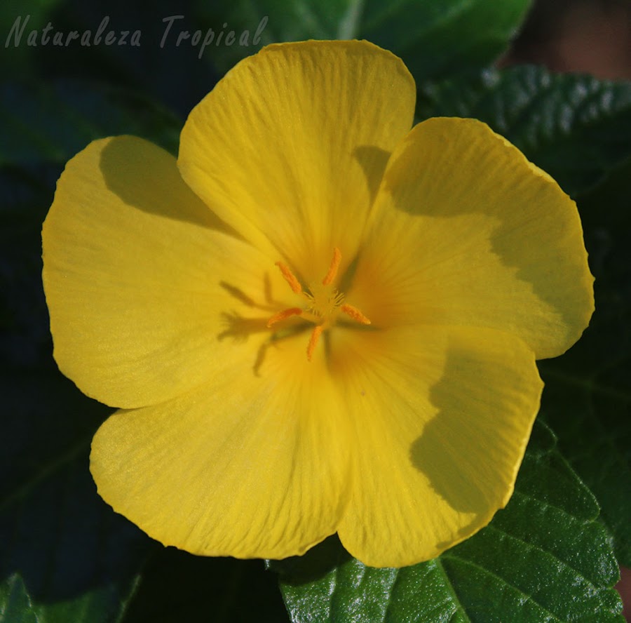 Flor característica de la planta Marilope, Turnera ulmifolia