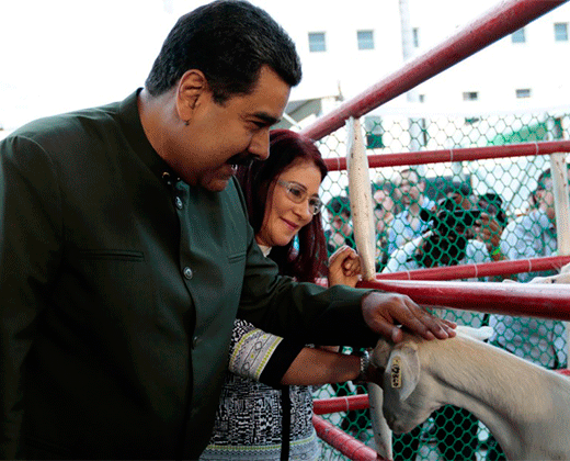 ¡DEJO EL PAJARITO POR LAS VACAS! Maduro habla con unas vacas y les exige apoyo para la Constituyente (+Video)