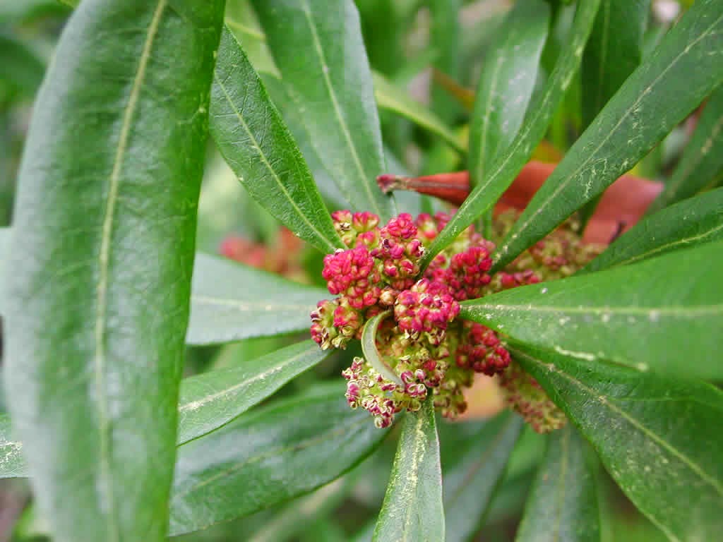 Bayberry Tea Benefits Healthy Tea 101