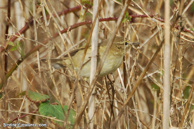 Mosquiter comú (Phylloscopus collybita)