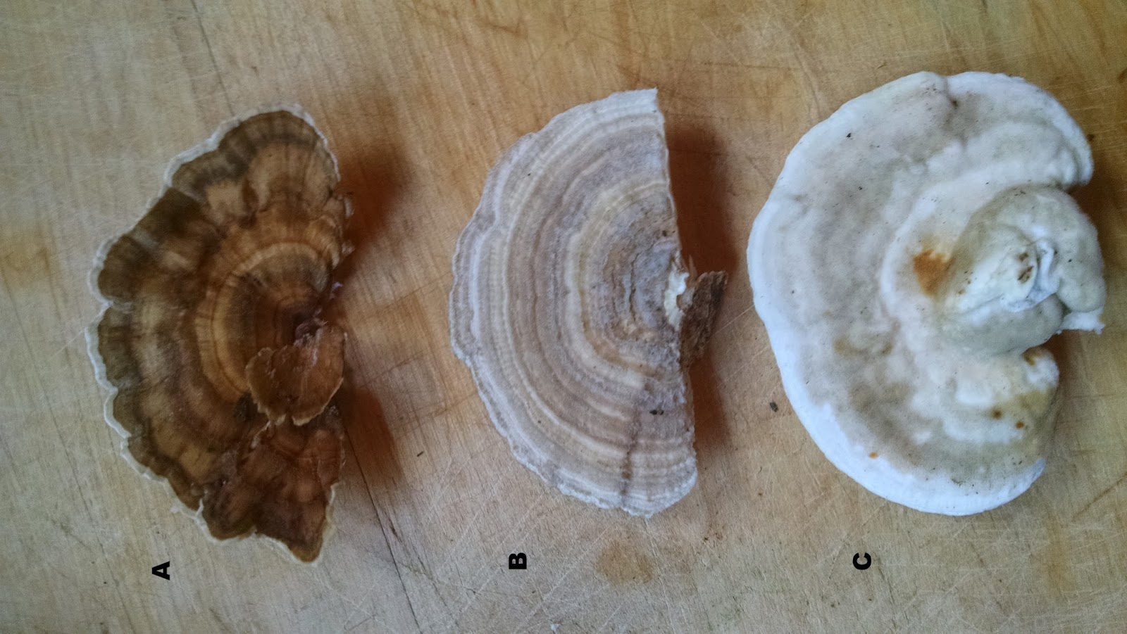 Turkey Tail Identification and Uses