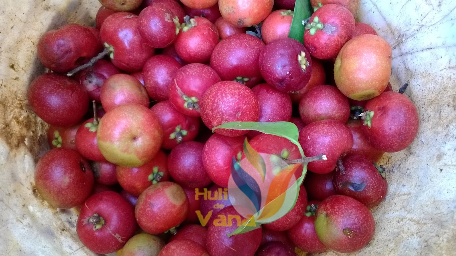 Huli-de-Vana: Krazy about Kokum!!!