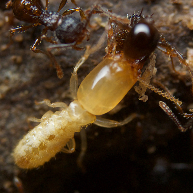 ムシをデザインしたのはダレ? ヤマトシロアリ VS アミメアリ