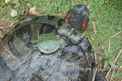 Diferencia de tamaño entre una cría de tortuga y su madre