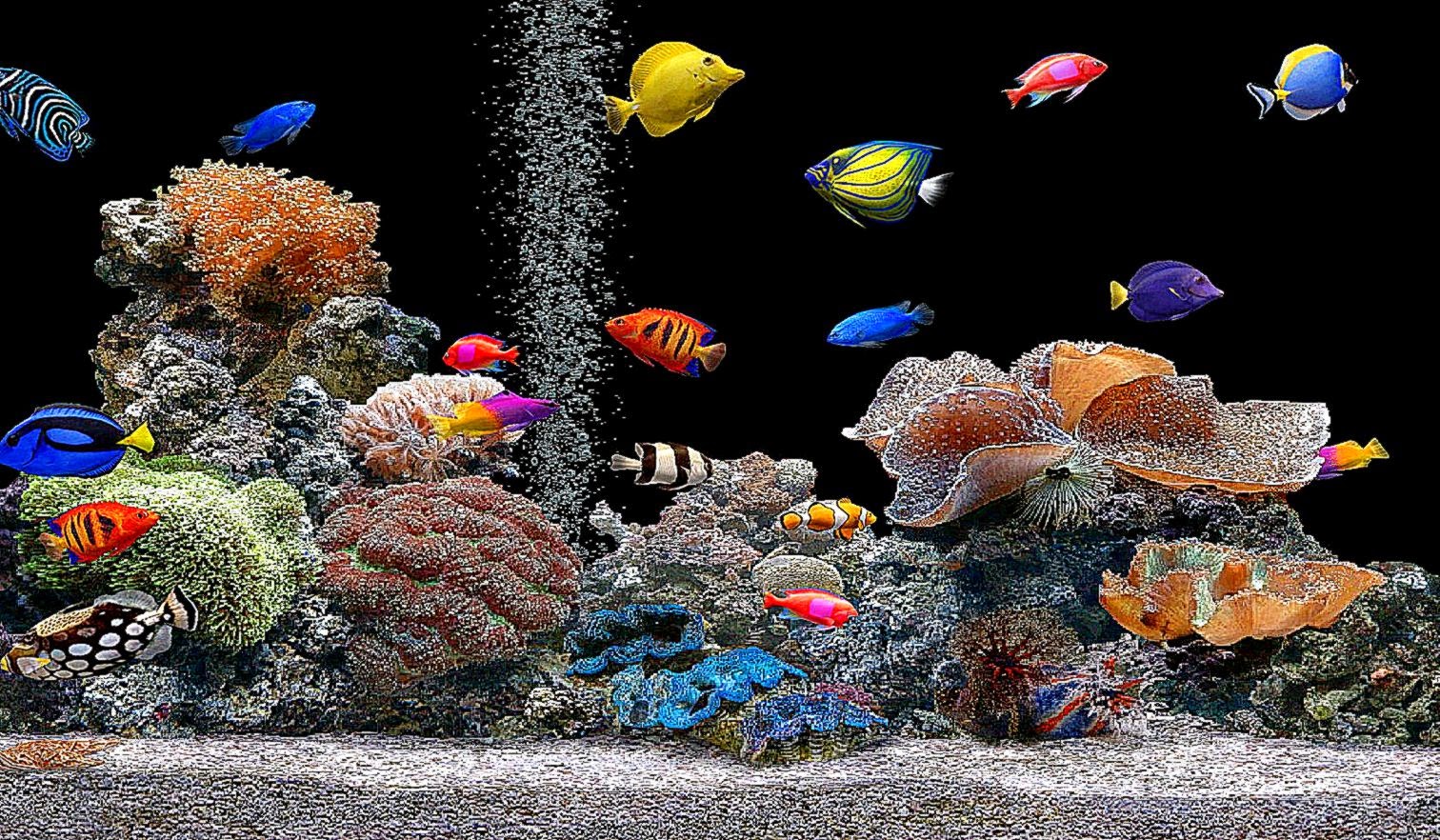 3D Fish Aquarium Screensaver Free Wallpaper  Best Free Wallpaper