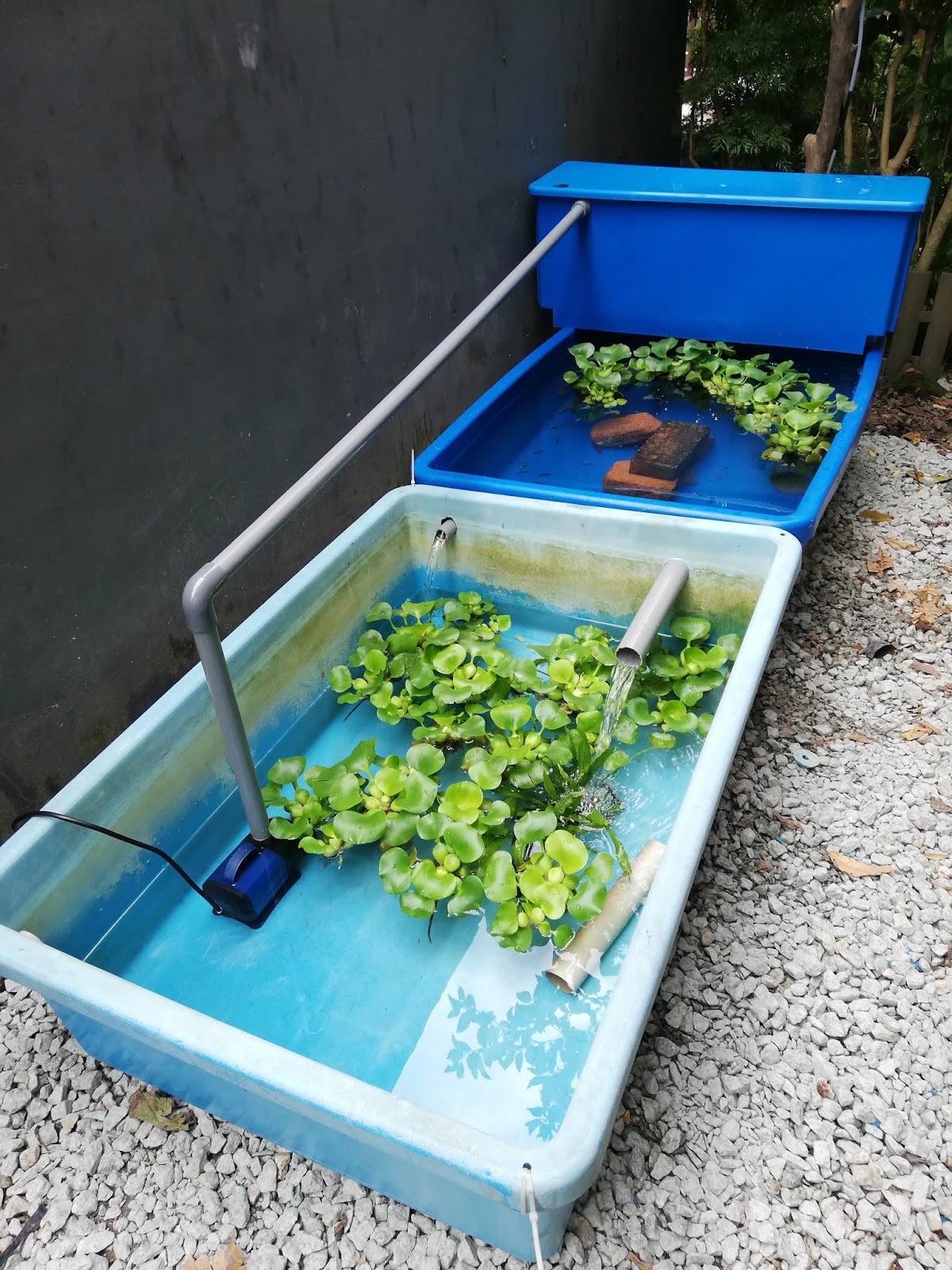 Lepas Waktu Pejabat Projek Lobster Air Tawar