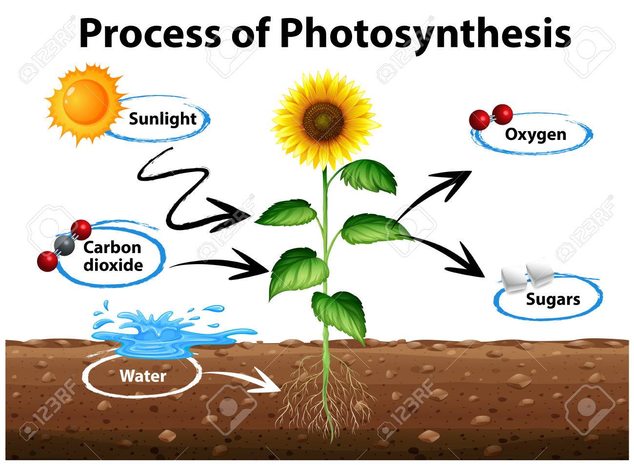fotosíntesis 2