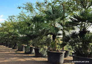  palmeras chamaerops-humillis-450L-barnaplant