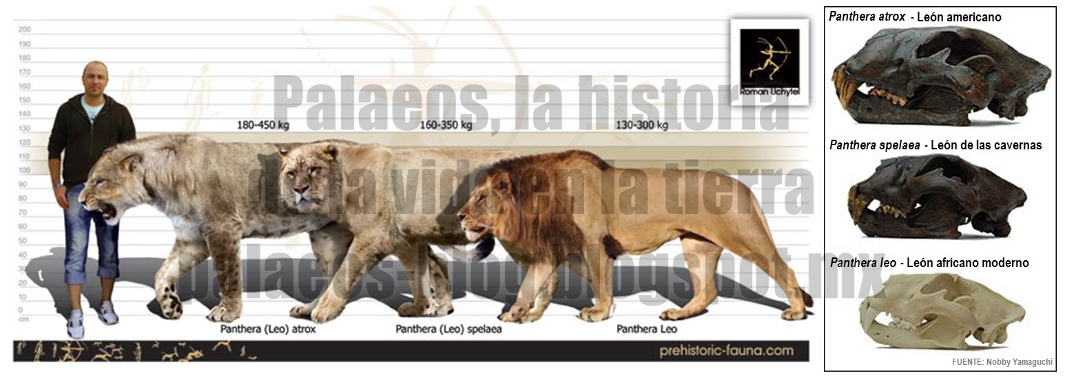 Top 51+ imagen ancestros de los leones