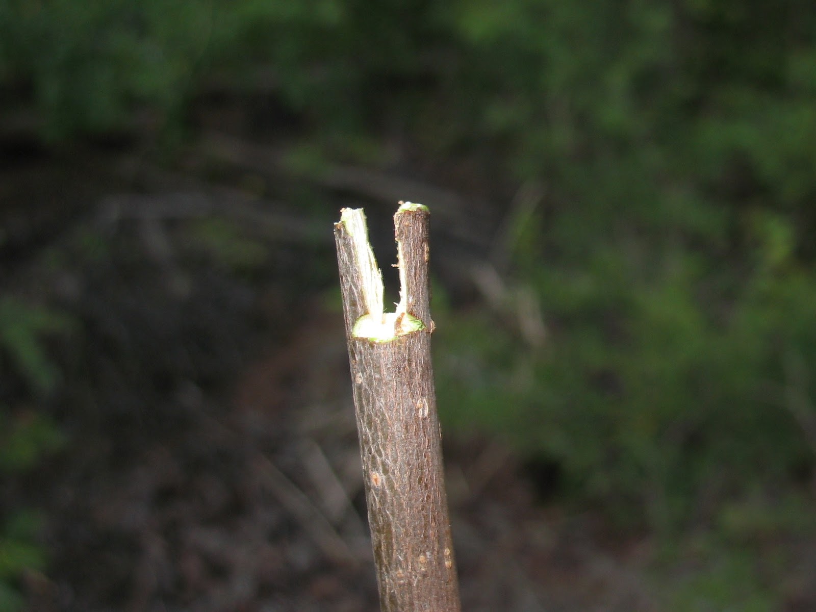 Sensible Survival A Good Trick for Notching Arrows without a Saw