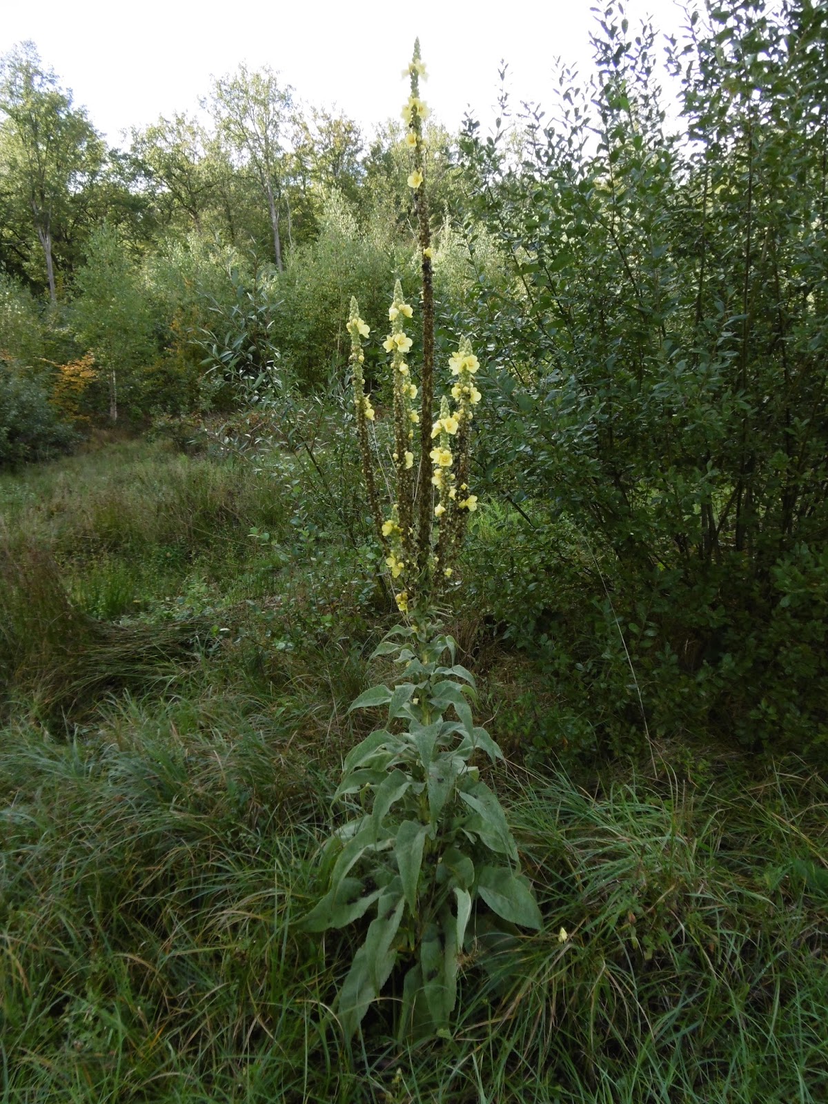 JARDINS DE SANTÉ BOUILLON BLANC