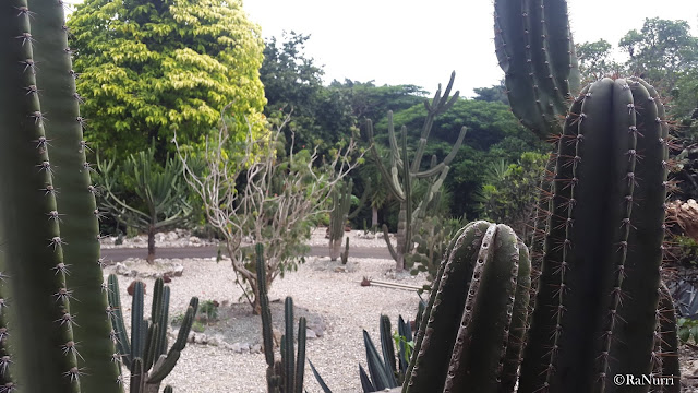 Damainya Taman Meksiko Kebun Raya Bogor