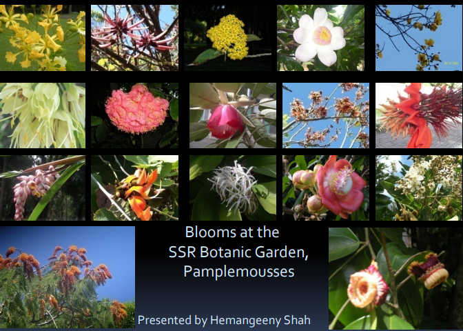 Blumen im SSR Botanic Garden Pamplemousses Blumen im SSR Botanic Garden Pamplemousses