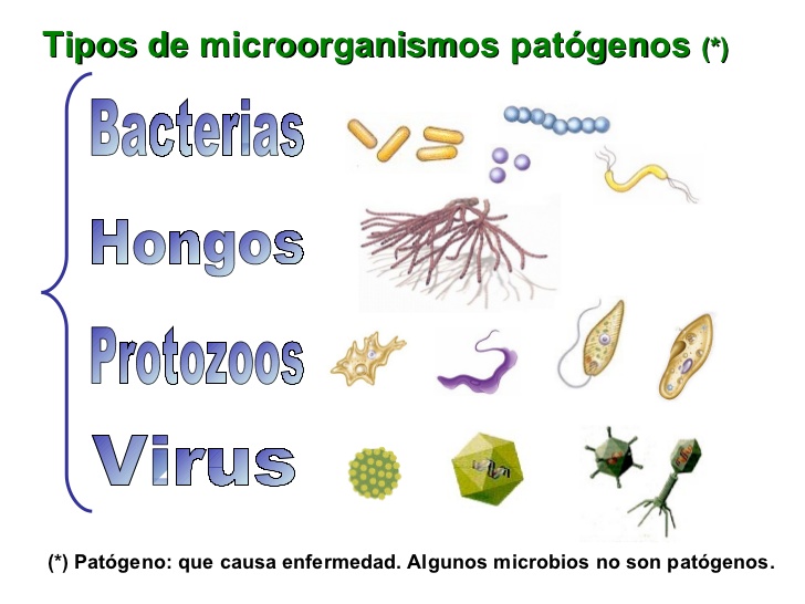 microorganismos