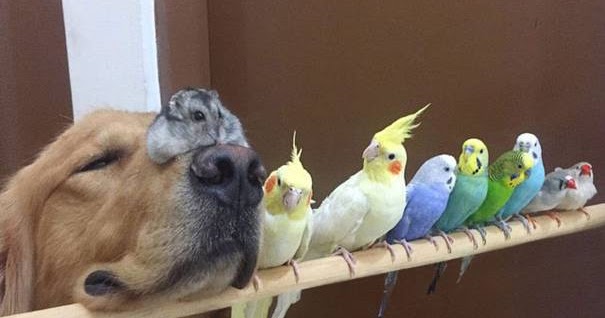 قياس الكراك مصغرة  99 WOW: Astonishing Friendship: Dog, 8 Birds, Hamsterصداقة مدهشة بين كلب و8  طيور وهامستر