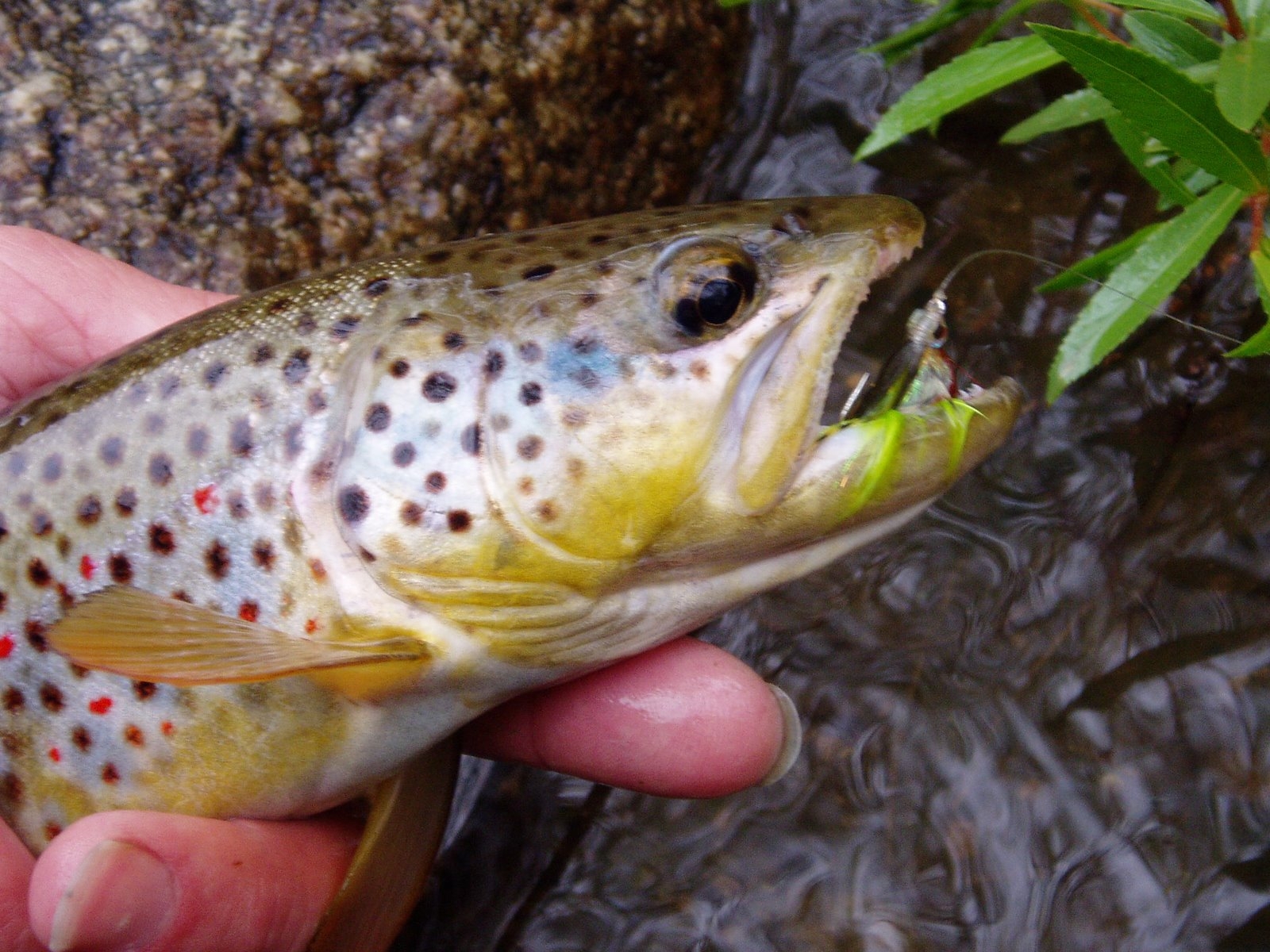 Colorado Fly Fishing Reports Boulder Creek Directory