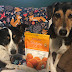 dog reactivity training dog reactivity training