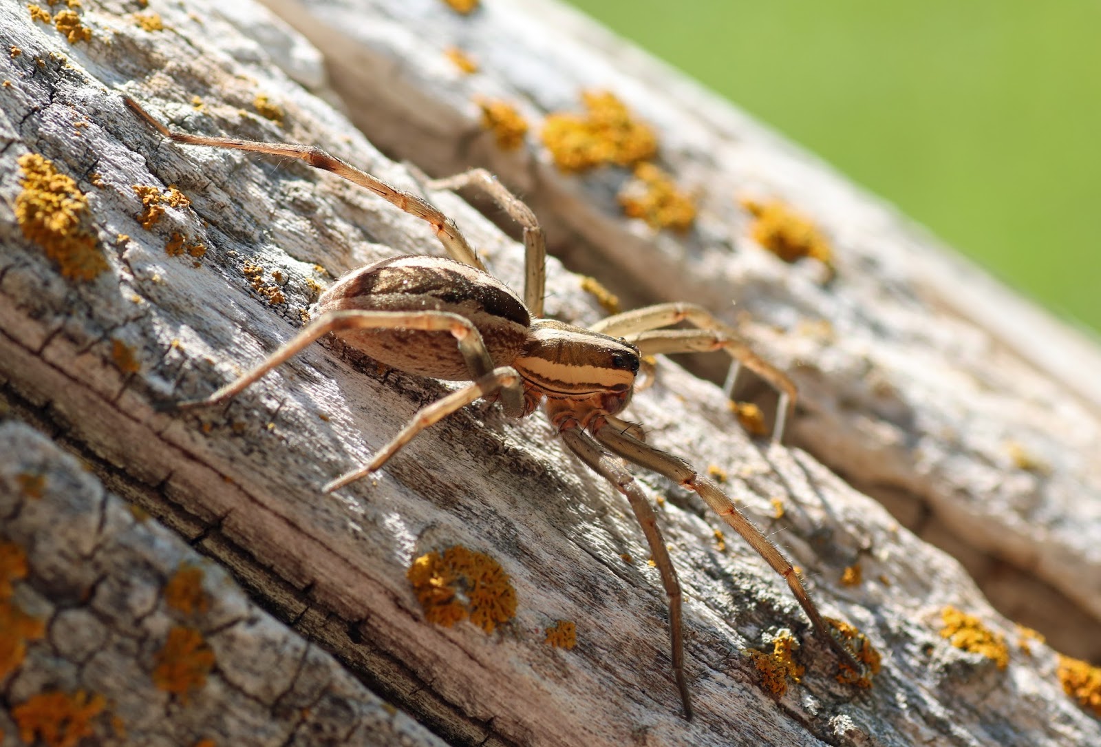 Meet the creepy Wolf Spider - May Exterminating
