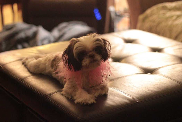 Como evitar que seu shih tzu urine na cama