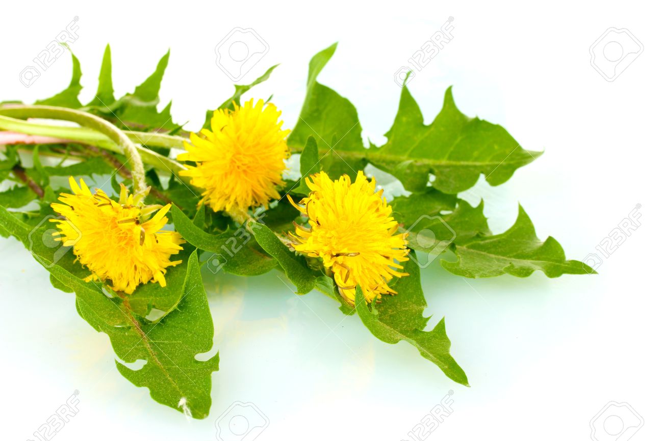 All things guinea pig Top 7 safe plants for your guinea pigs to eat