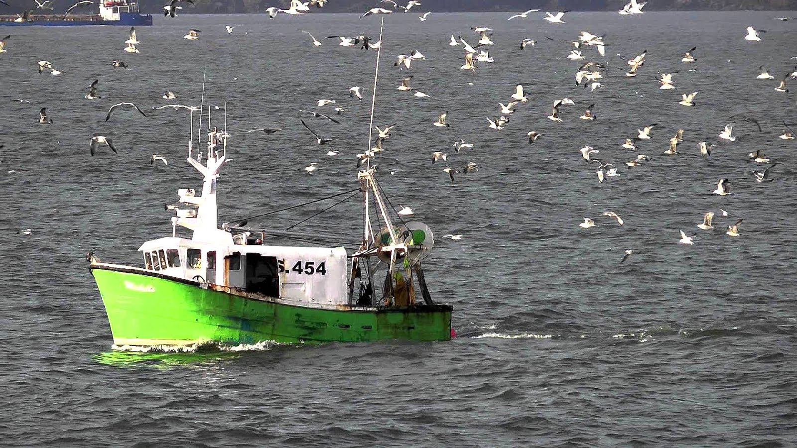 Currach Irish Fishing Boat Fish Choices