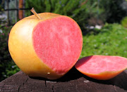 Pink Pearl