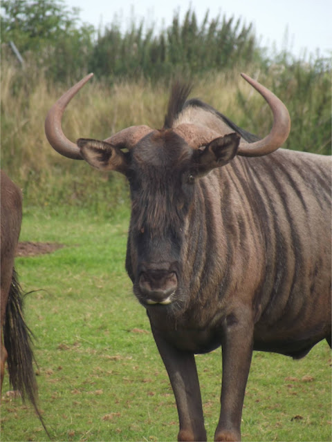 South Lakes Safari Zoo Wildebeest