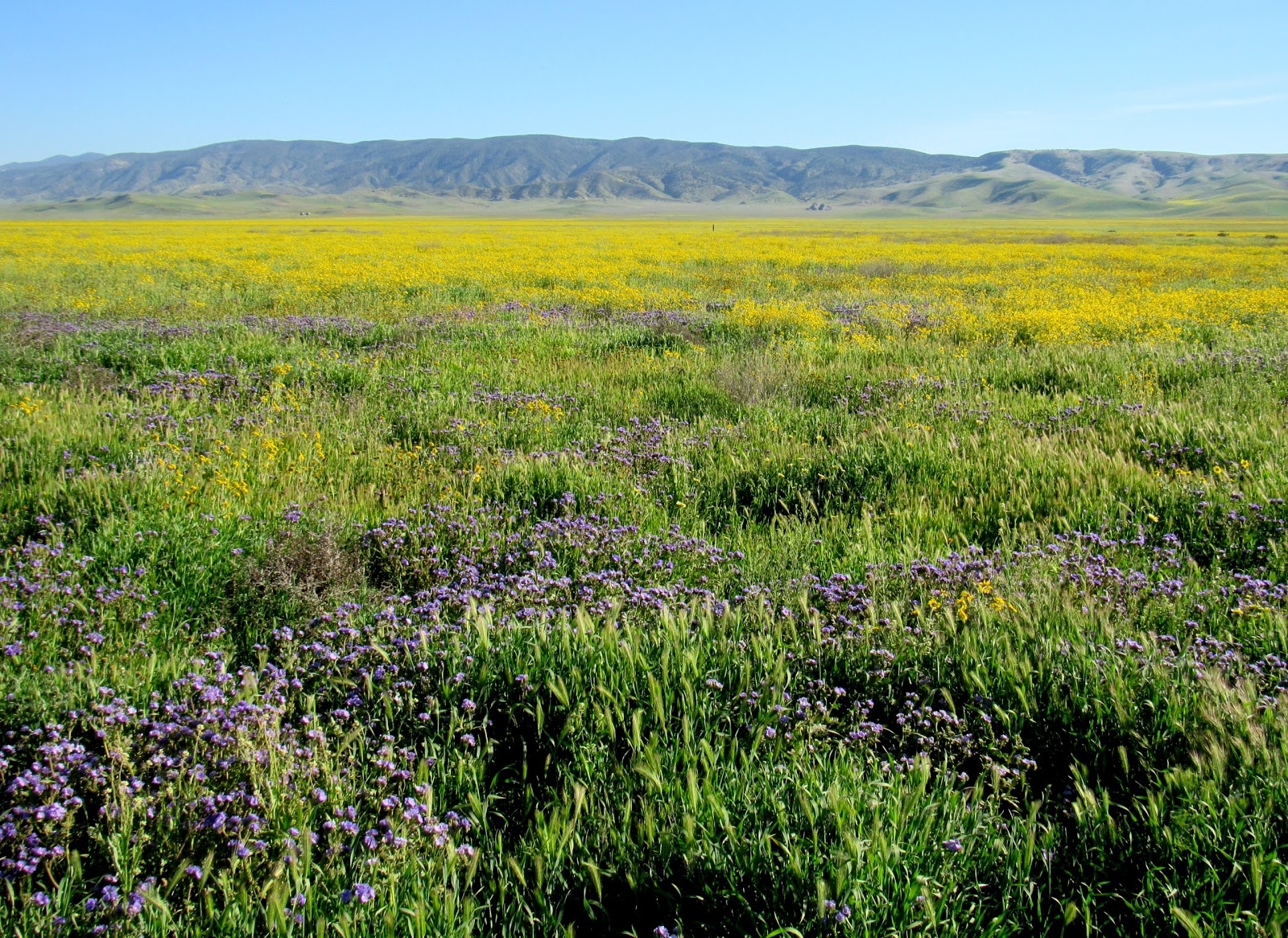 When California Was Wild A Glimpse Into The Past At Carrizo Plain