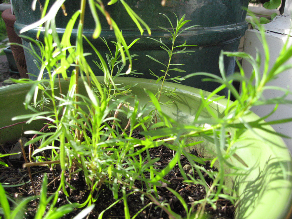 Mother Nature's Backyard A Waterwise Garden Plant of the Month