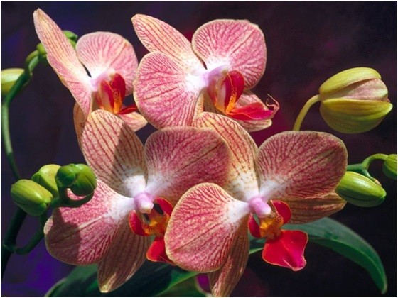 orkide çiçeği