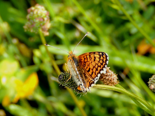Anverso alar de la mariposa Melitaea cinxia