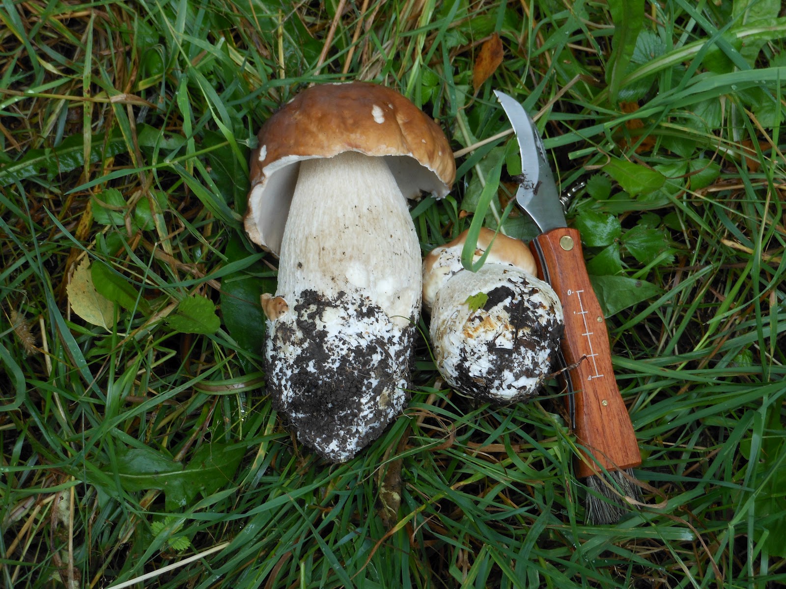 Pick mushrooms. Приспособление для сбора грибов. Грибник. Экипировка грибника. Вещи для сбора грибов.