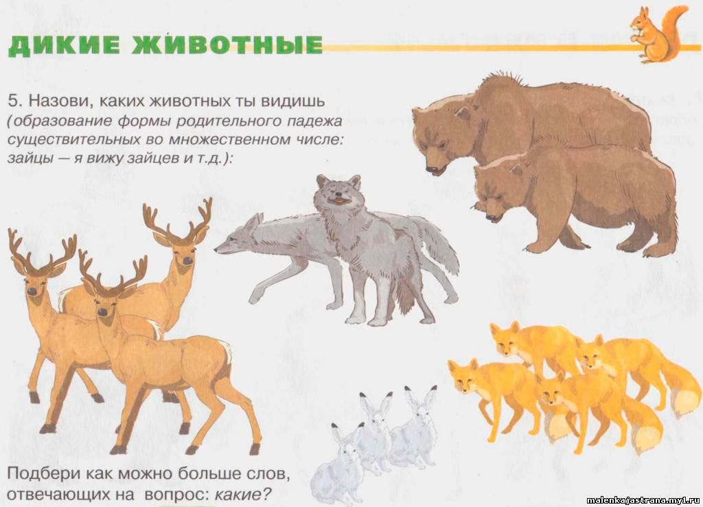 Блог учителя - логопеда Бобковой М.Е.: Дикие животные