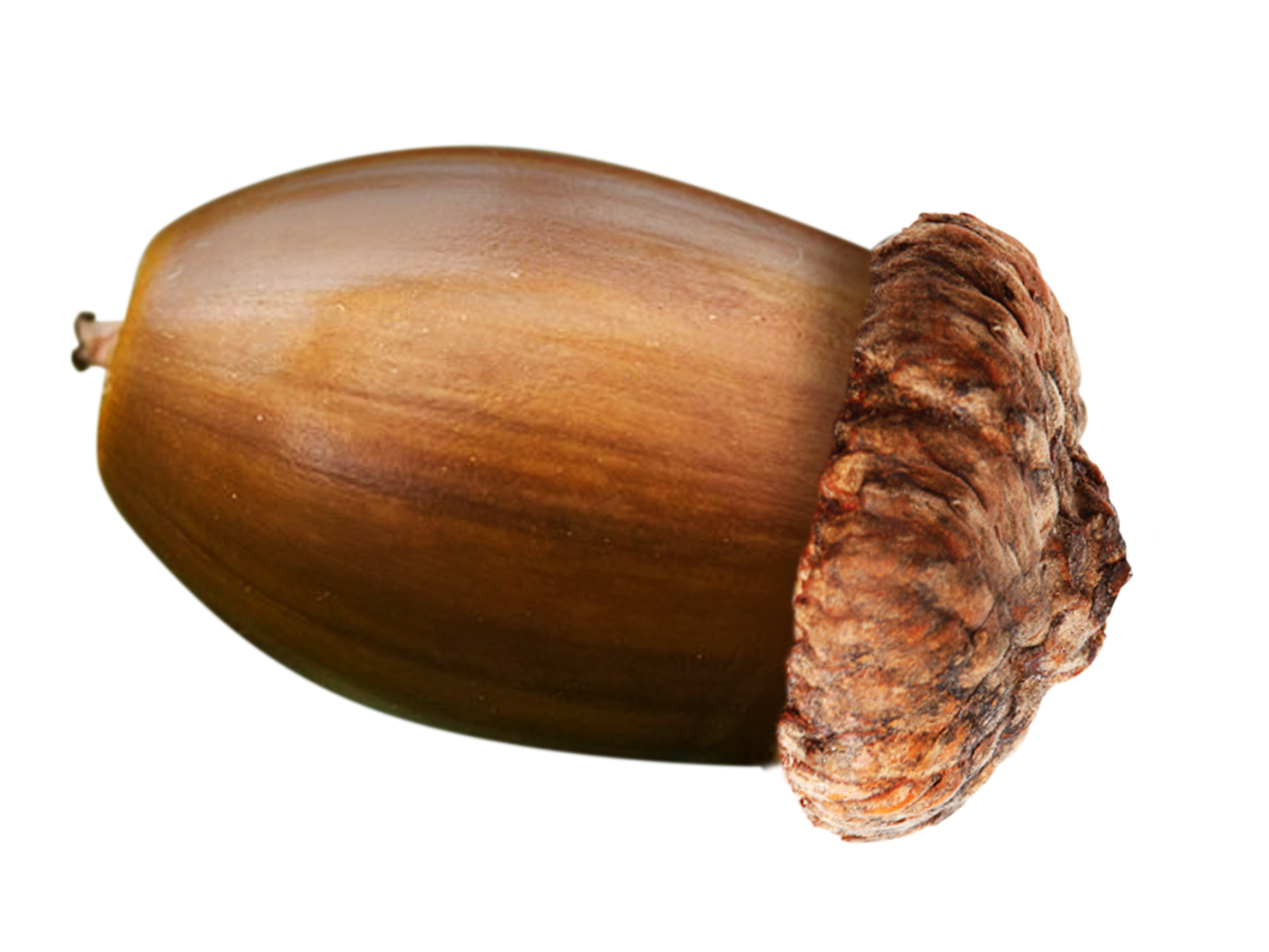 Why Acorn Nut Food is Used by Indigenous People