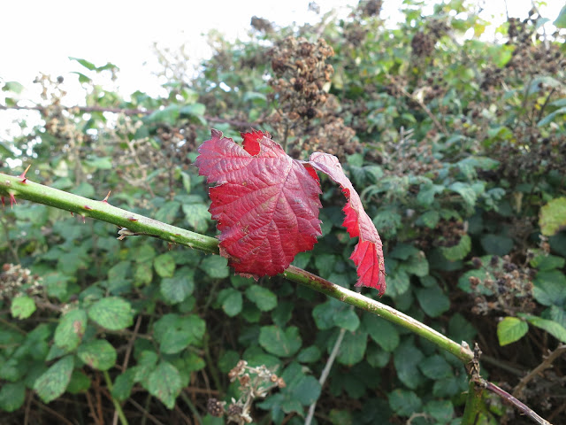 Two, uniformly red, leaves in the gathering gloom.