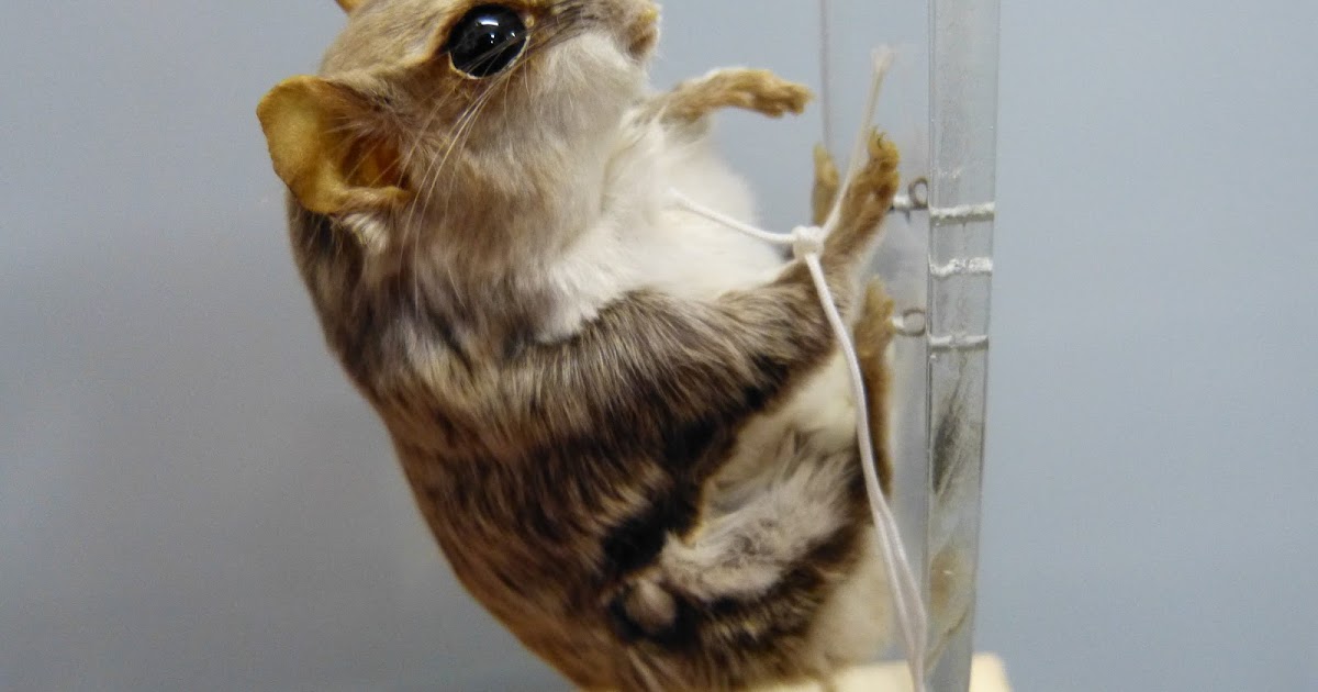 On Preserving Mammals of "Flight"