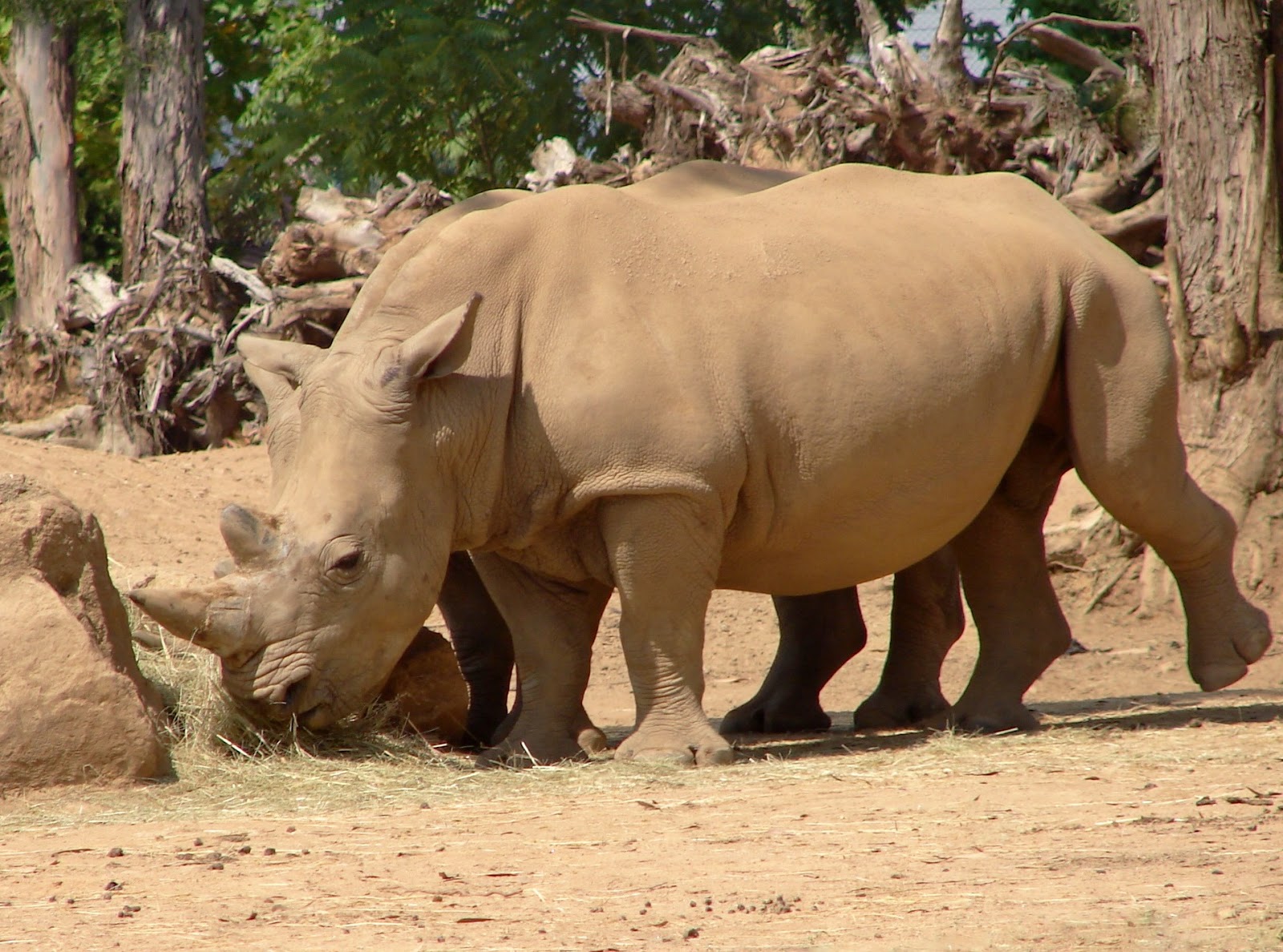 BREATHTAKING The White Rhinoceros