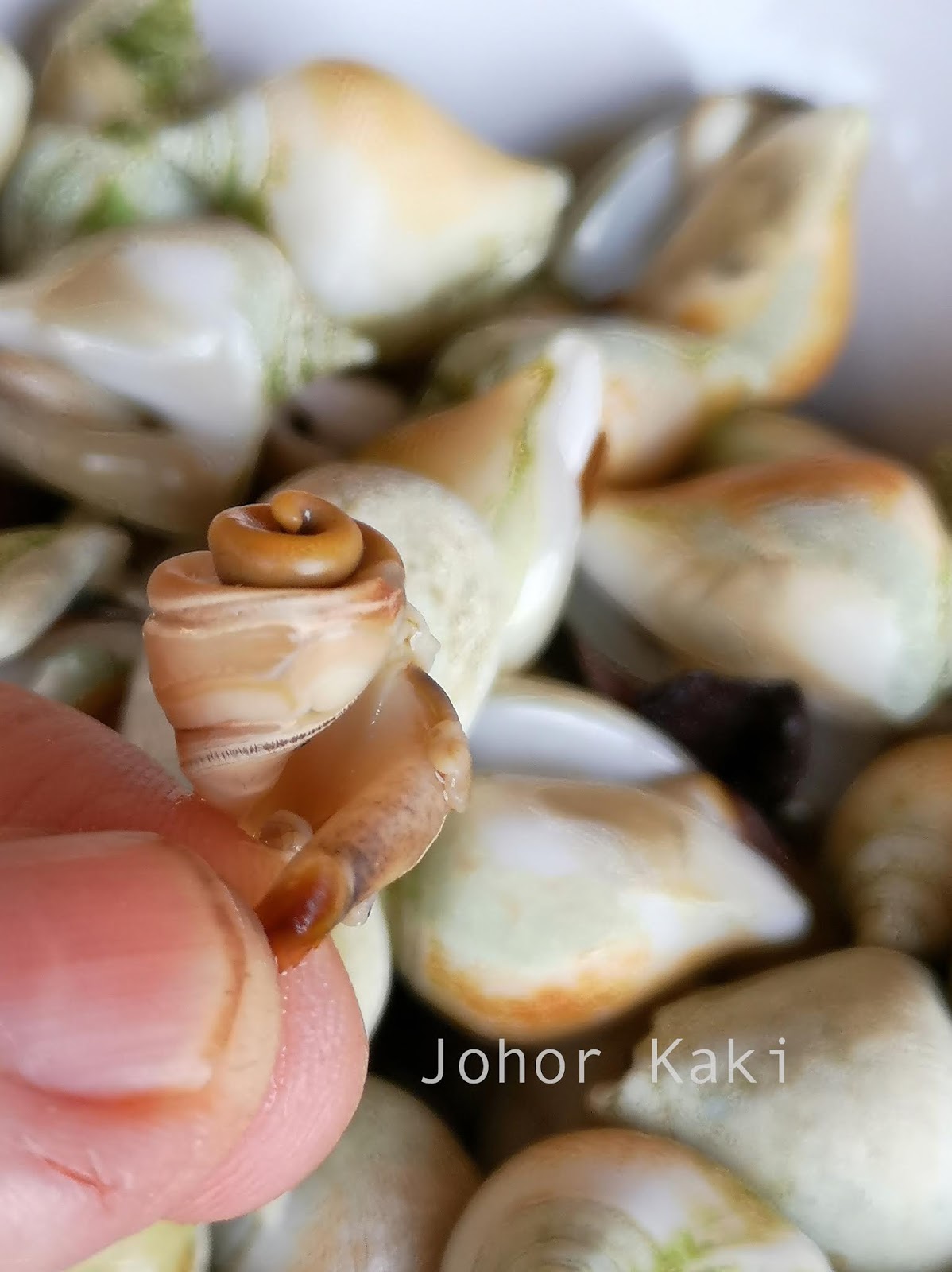 Eating Gong Gong during Padang Melang Festival Sea Snail Icon of Batam