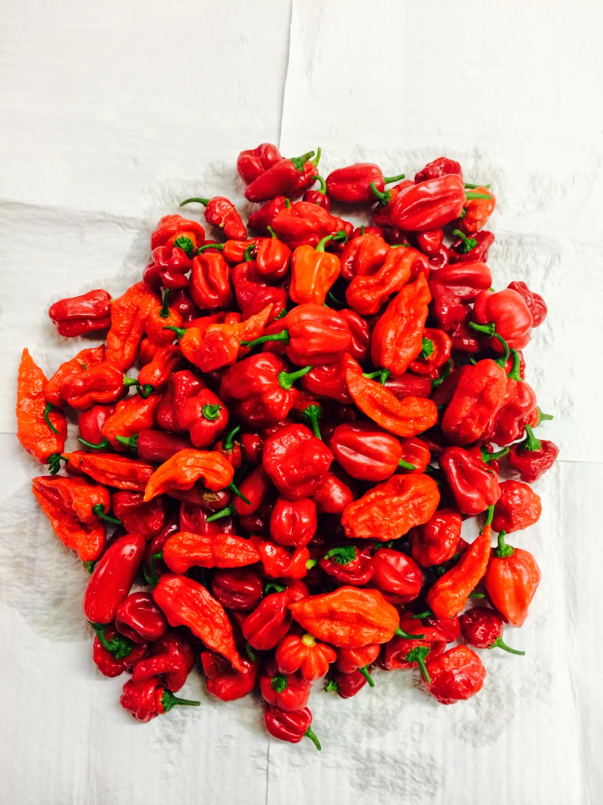 Hydroponic Pioneer Worlds Hottest Peppers, OMG