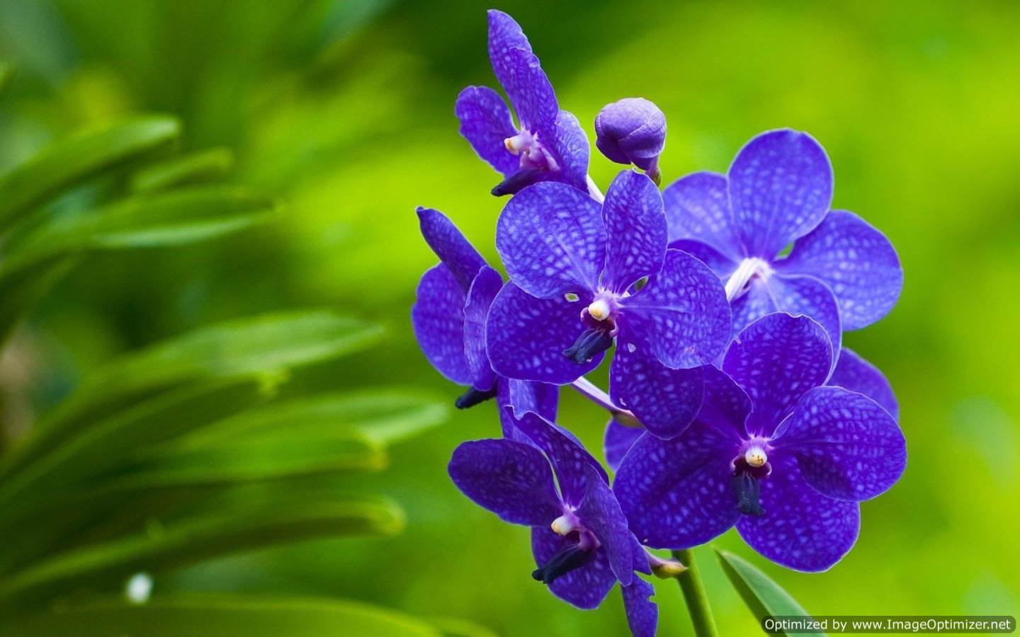 Orchid Flower Wallpapers | Free Hd Wallpaper