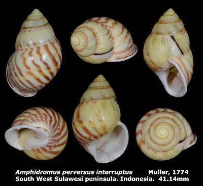 Amphidromus perversus interruptus 41.14mm